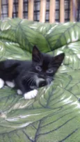 Bbs gatinhos