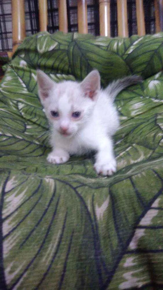 Gato ra a Srd idade Abaixo de 2 meses nome Bbs gatinhos