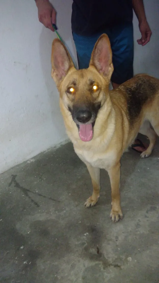 Cachorro ra a Pastor Alemão idade 1 ano nome Rhianna
