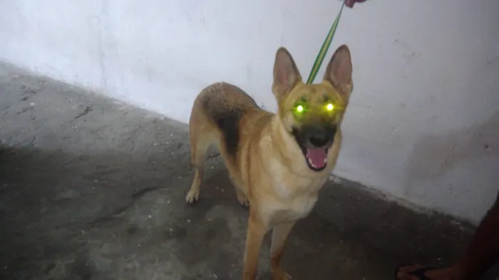 Cachorro ra a Pastor Alemão idade 1 ano nome Rhianna