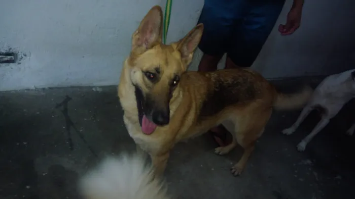 Cachorro ra a Pastor Alemão idade 1 ano nome Rhianna