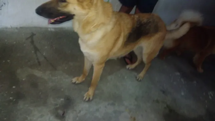 Cachorro ra a Pastor Alemão idade 1 ano nome Rhianna