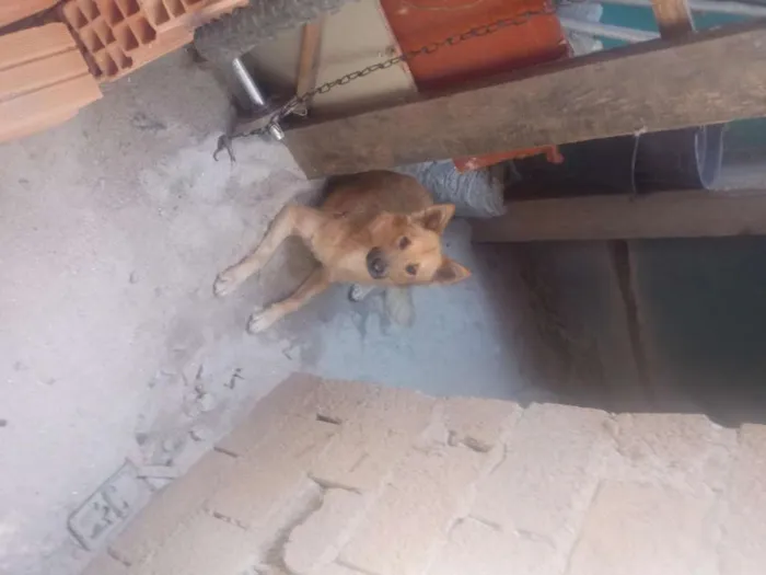 Cachorro raça SRD-ViraLata idade 2 anos nome Spike