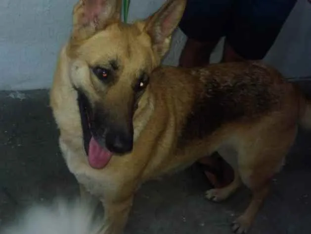 Cachorro ra a Pastor Alemão idade 1 ano nome Rhianna