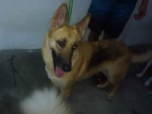 Cachorro raça Pastor Alemão idade 1 ano nome Rhianna