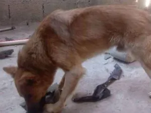 Cachorro raça SRD-ViraLata idade 2 anos nome Spike