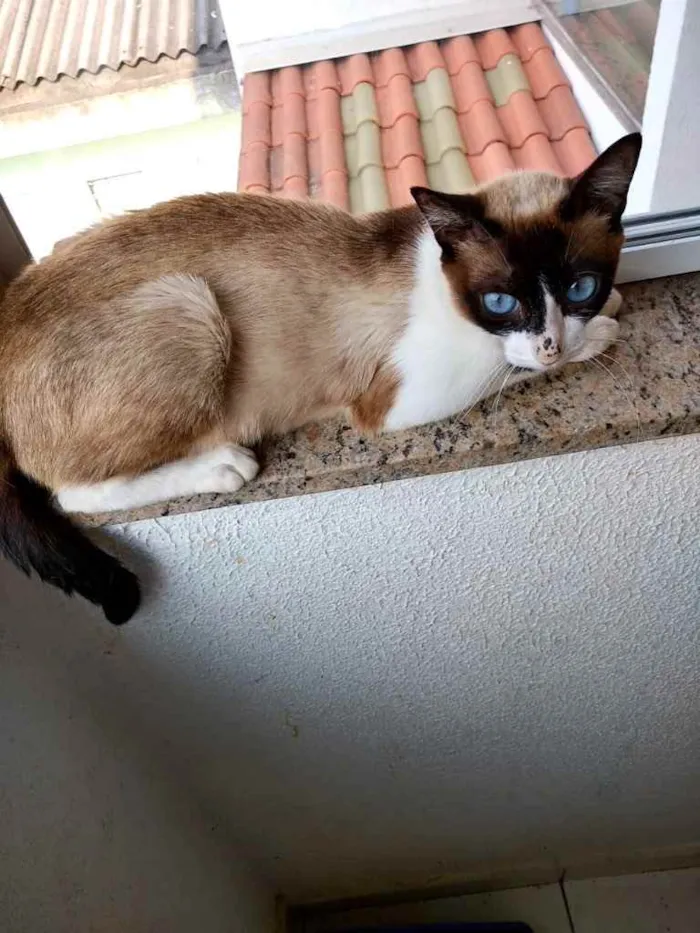 Gato ra a Srd  idade 7 a 11 meses nome Misty Linda bebê