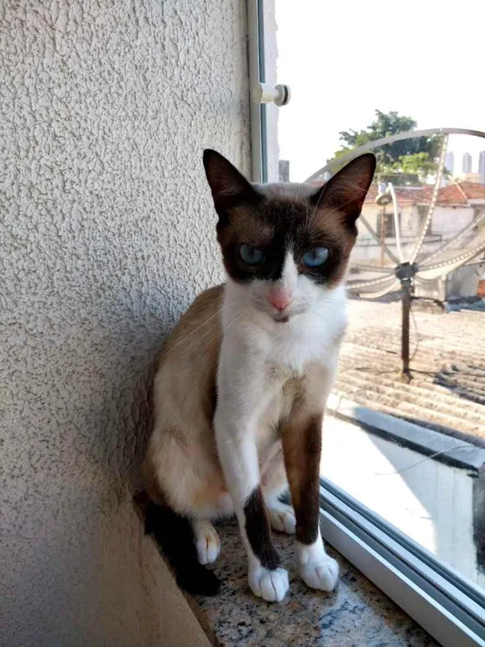 Gato ra a Srd  idade 7 a 11 meses nome Misty Linda bebê