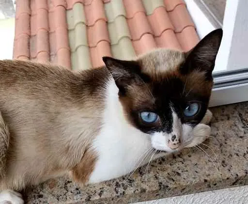 Gato ra a Srd  idade 7 a 11 meses nome Misty Linda bebê