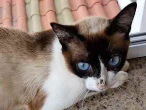 Gato raça Srd  idade 7 a 11 meses nome Misty Linda bebê 