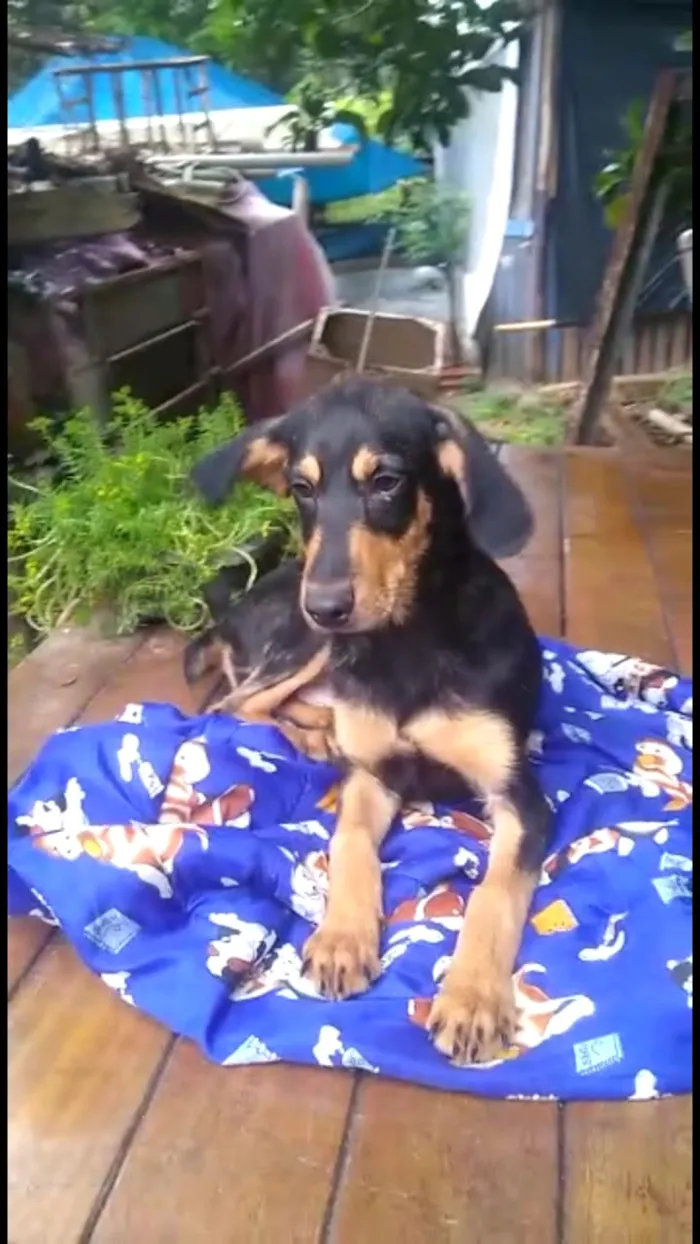 Cachorro ra a Mestiço de dobermam idade 2 a 6 meses nome Luppy