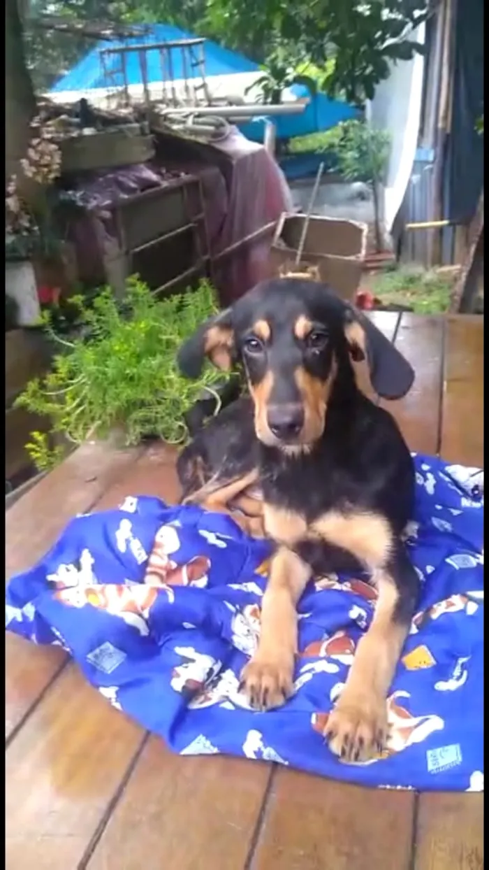 Cachorro ra a Mestiço de dobermam idade 2 a 6 meses nome Luppy