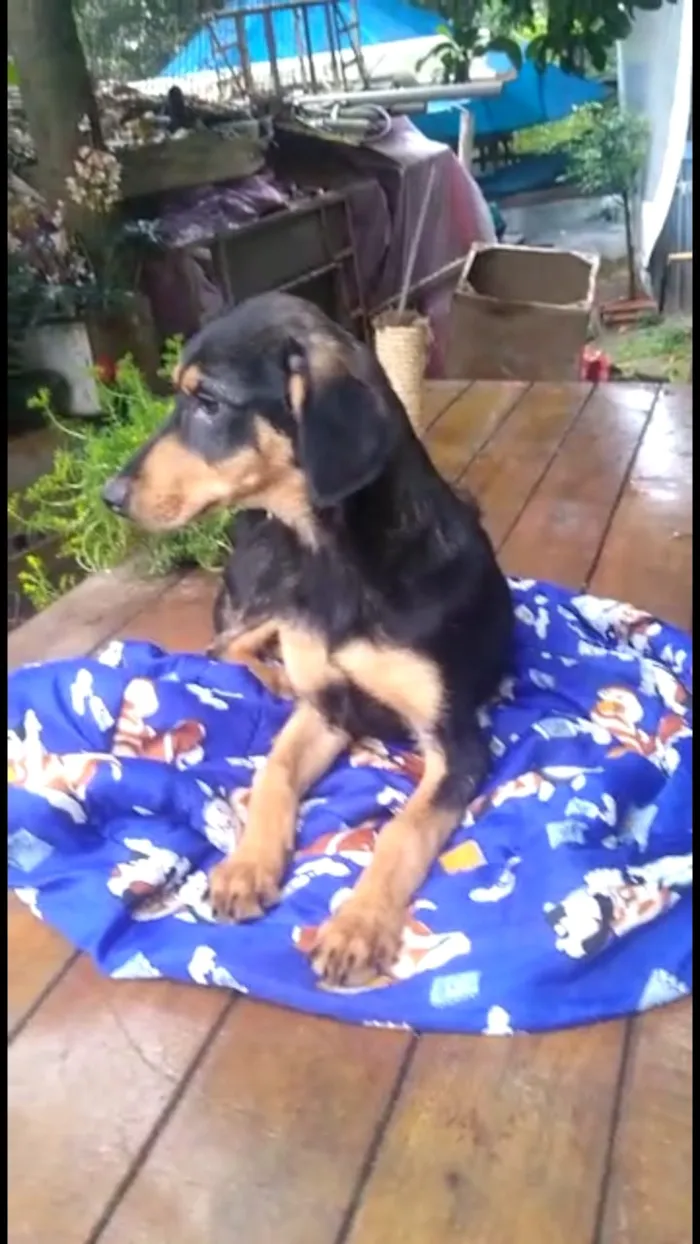 Cachorro ra a Mestiço de dobermam idade 2 a 6 meses nome Luppy