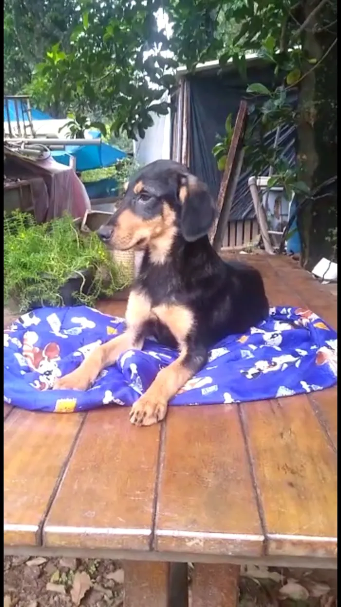 Cachorro ra a Mestiço de dobermam idade 2 a 6 meses nome Luppy