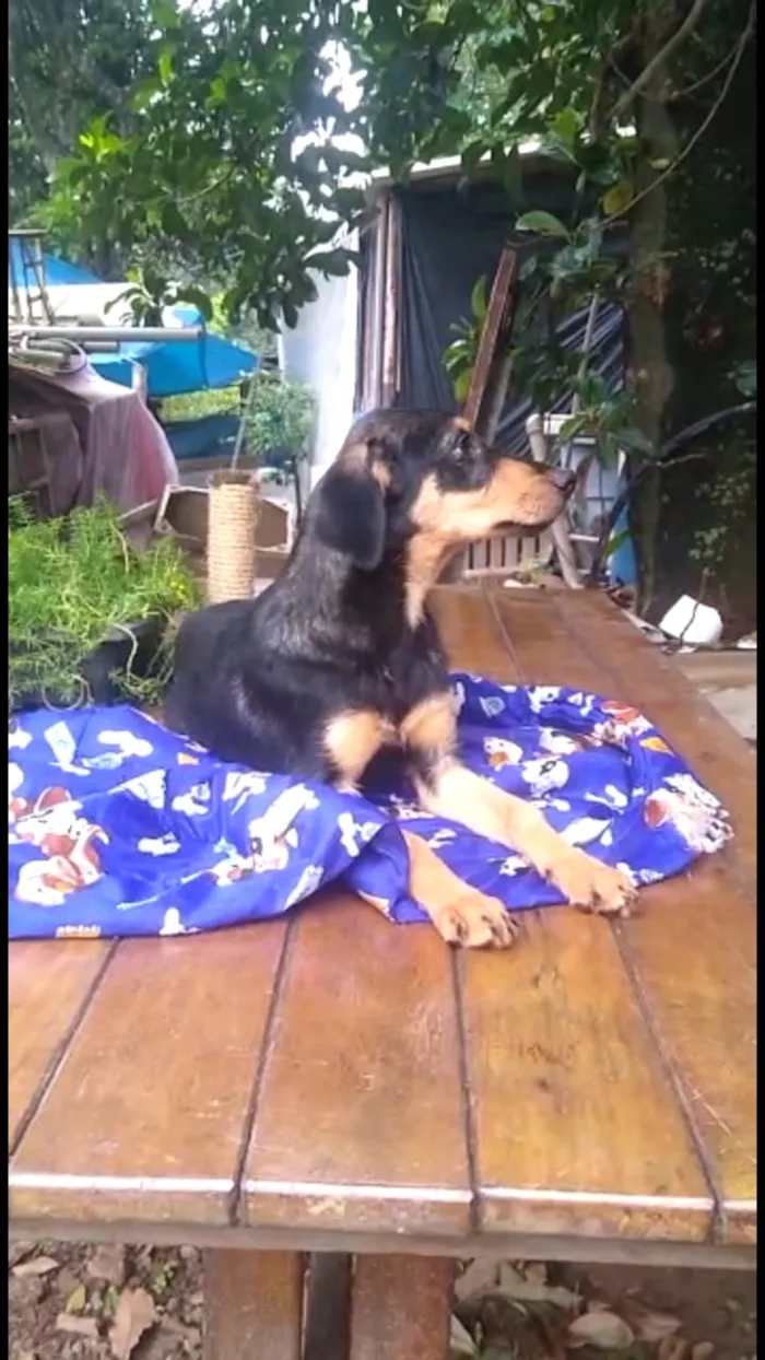 Cachorro ra a Mestiço de dobermam idade 2 a 6 meses nome Luppy