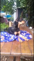 Luppy