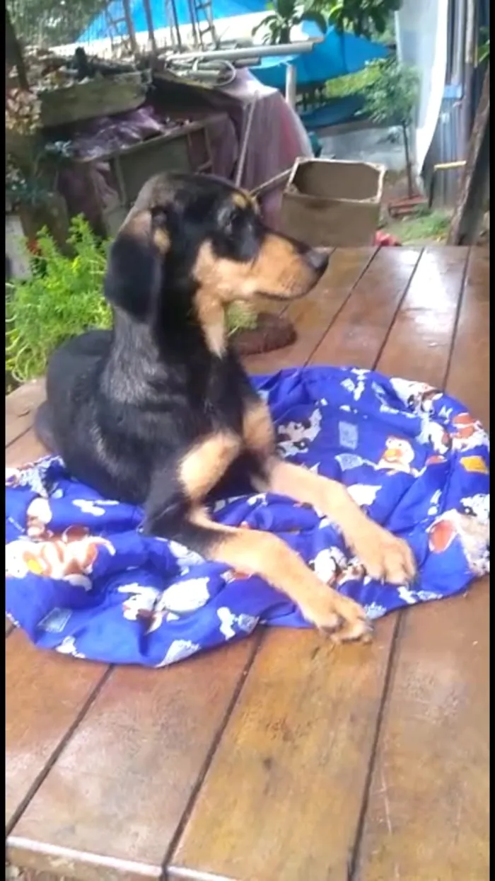 Cachorro ra a Mestiço de dobermam idade 2 a 6 meses nome Luppy