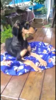 Luppy