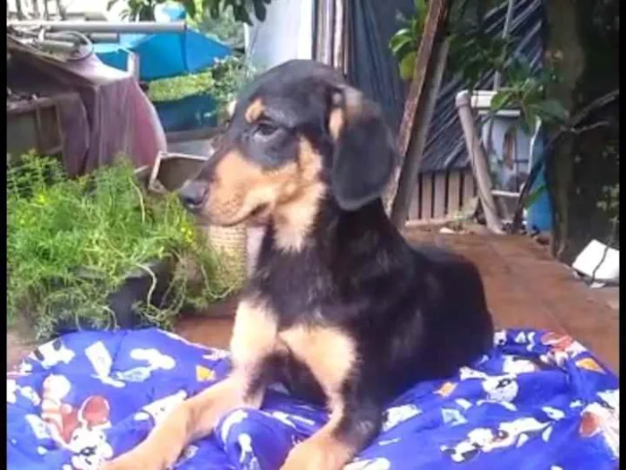 Cachorro ra a Mestiço de dobermam idade 2 a 6 meses nome Luppy