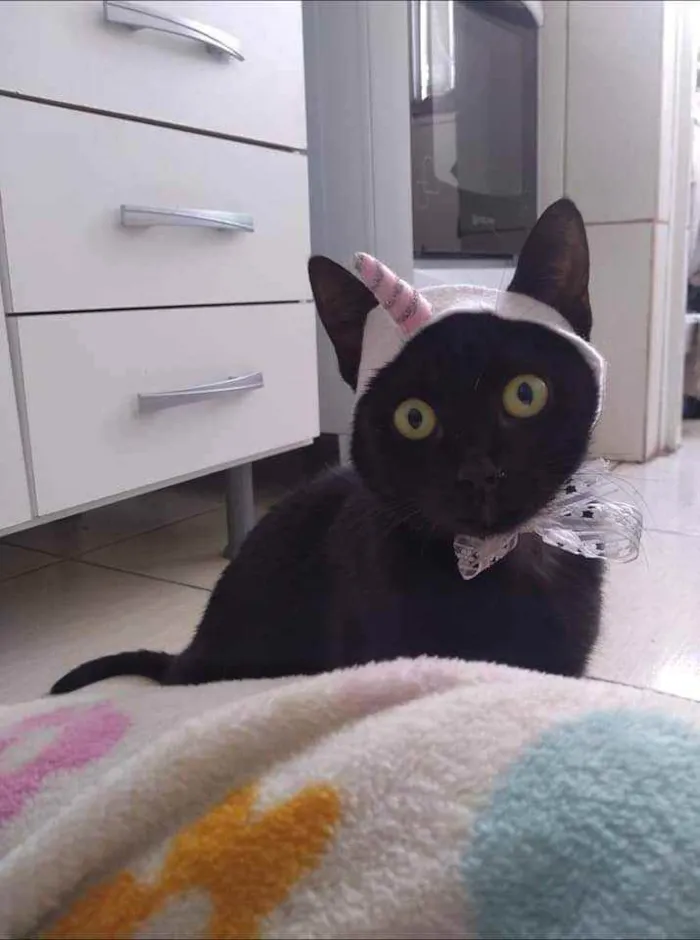 Gato ra a Srd idade 2 anos nome SABRINA