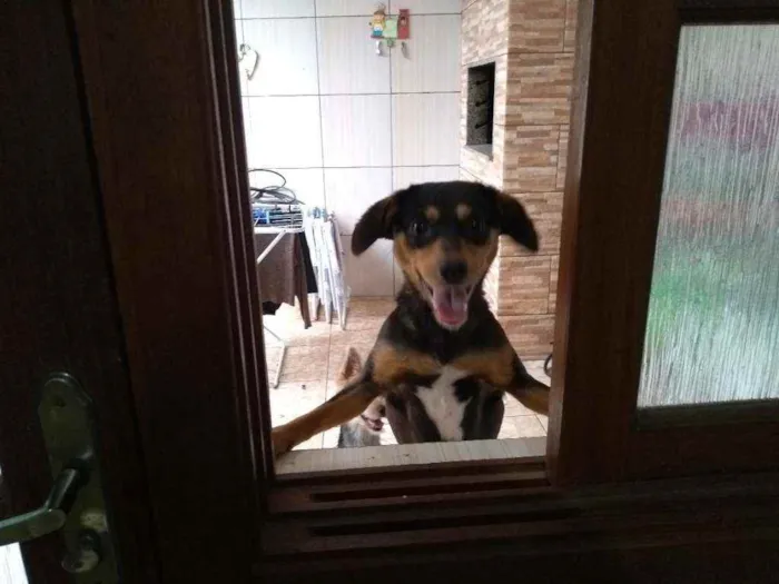 Cachorro ra a Sem raca idade 7 a 11 meses nome Laila