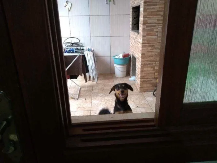 Cachorro ra a Sem raca idade 7 a 11 meses nome Laila