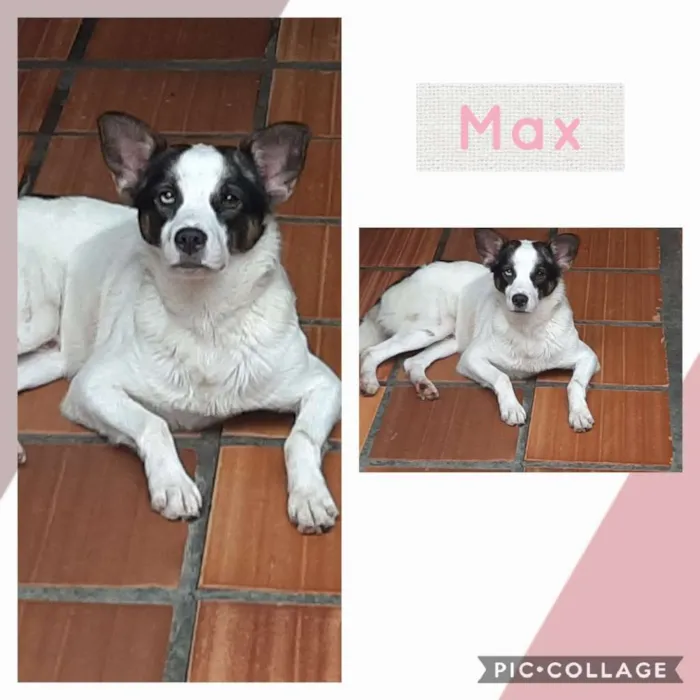 Cachorro ra a SRD-ViraLata idade 2 anos nome MAX