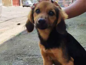 Cachorro raça Srd idade 2 a 6 meses nome Caju