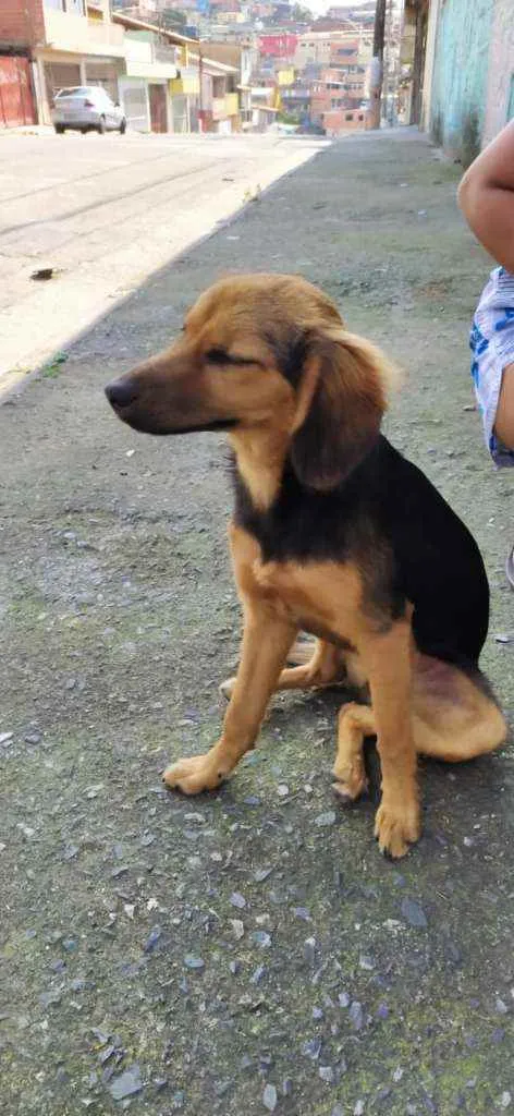 Cachorro ra a Srd idade 2 a 6 meses nome Caju