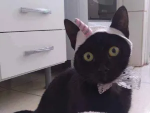 Gato raça Srd idade 2 anos nome SABRINA