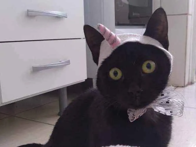 Gato ra a Srd idade 2 anos nome SABRINA