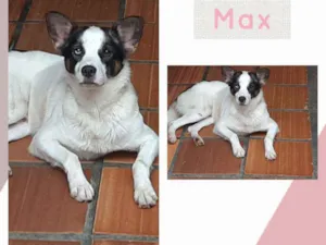 Cachorro raça SRD-ViraLata idade 2 anos nome MAX