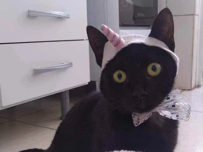 Gato ra a Srd idade 2 anos nome SABRINA