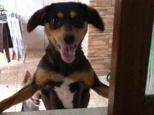 Cachorro raça Sem raca idade 7 a 11 meses nome Laila