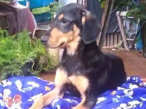 Cachorro raça Mestiço de dobermam idade 2 a 6 meses nome Luppy