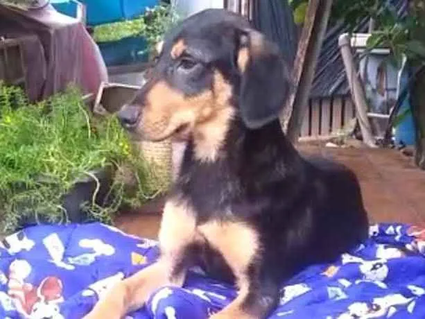 Cachorro ra a Mestiço de dobermam idade 2 a 6 meses nome Luppy