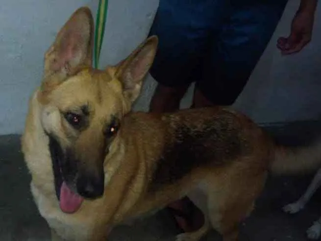 Cachorro ra a Pastor Alemão idade 1 ano nome Rhianna