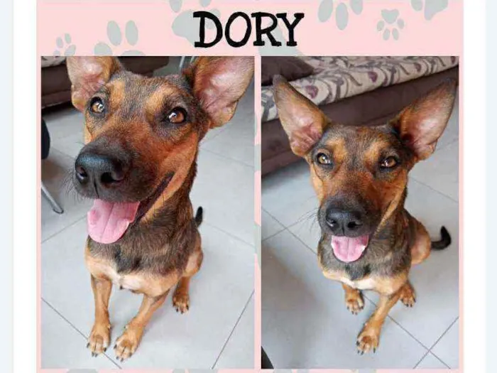 Cachorro ra a Vira-lata idade 1 ano nome Dory