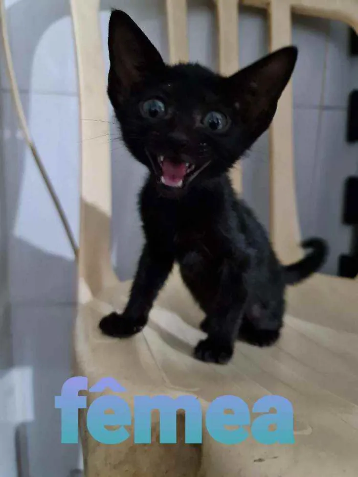 Gato ra a SRD idade Abaixo de 2 meses nome Serena