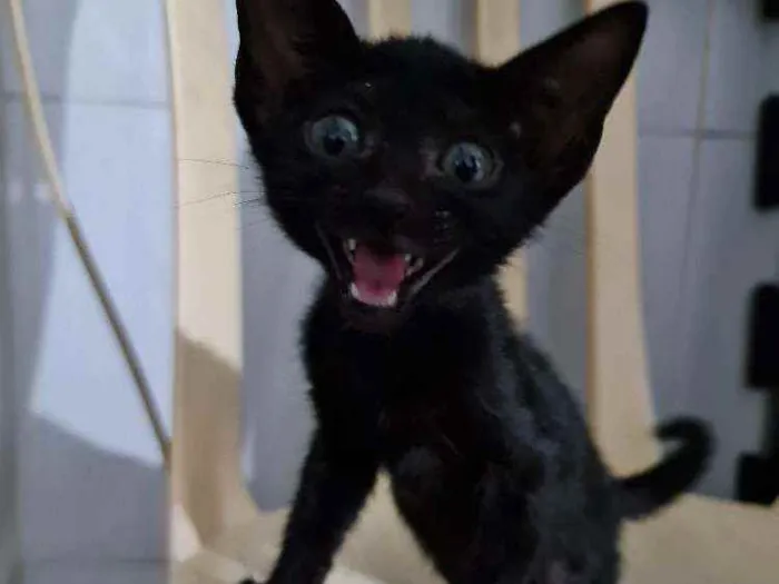 Gato ra a SRD idade Abaixo de 2 meses nome Serena