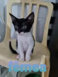 Gato raça SRD idade Abaixo de 2 meses nome Lolipop
