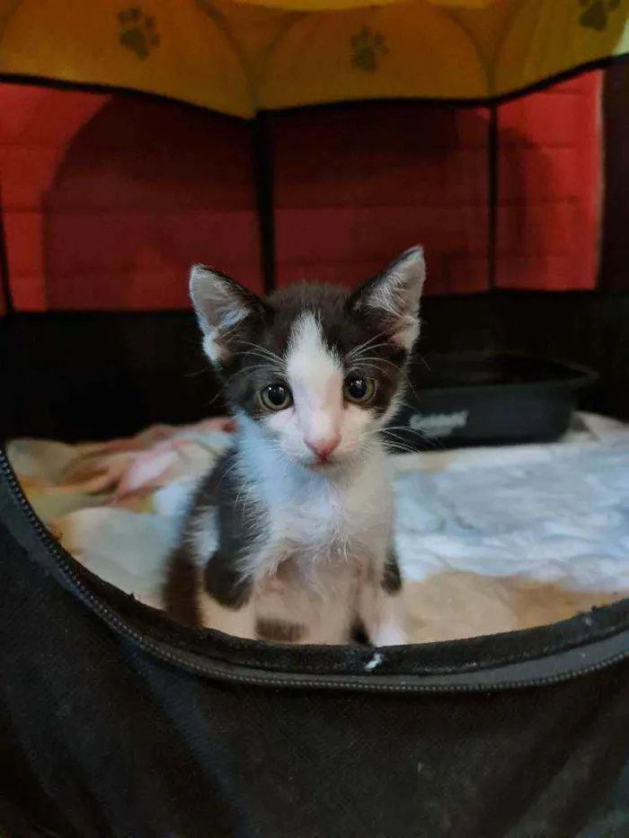 Gato ra a SRD idade Abaixo de 2 meses nome Jack