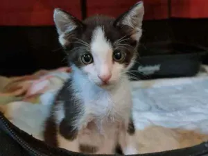 Gato raça SRD idade Abaixo de 2 meses nome Jack
