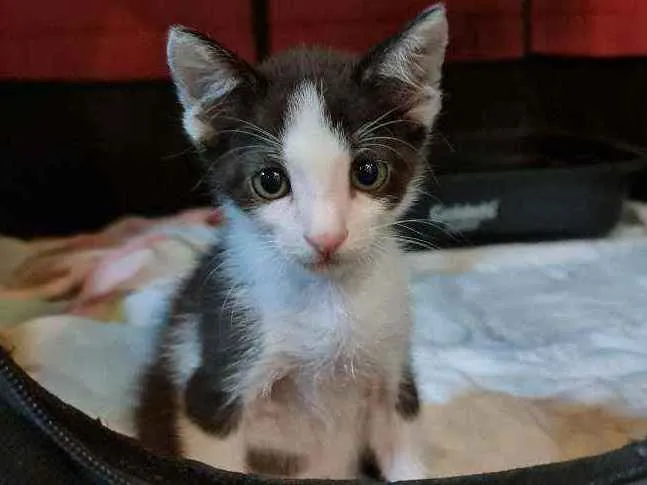 Gato ra a SRD idade Abaixo de 2 meses nome Jack
