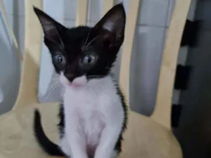 Gato raça SRD idade Abaixo de 2 meses nome Lolipop