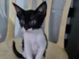 Gato raça SRD idade Abaixo de 2 meses nome Lolipop