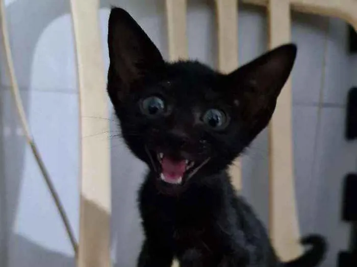 Gato ra a SRD idade Abaixo de 2 meses nome Serena