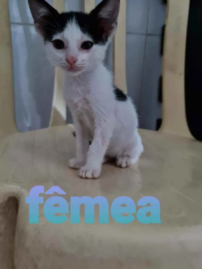 Gato ra a SRD idade Abaixo de 2 meses nome Sara