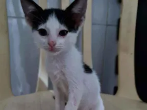 Gato raça SRD idade Abaixo de 2 meses nome Sara