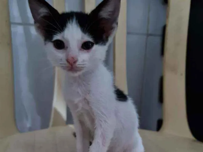 Gato ra a SRD idade Abaixo de 2 meses nome Sara